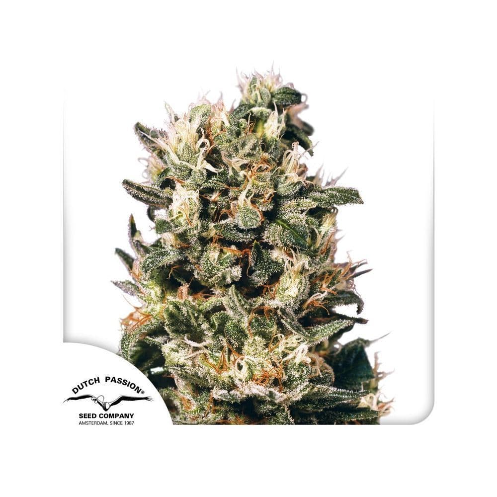 Hanfwell Cannabis Vergleich Dutch Passion Euforia RegulÃ¤r kaufen