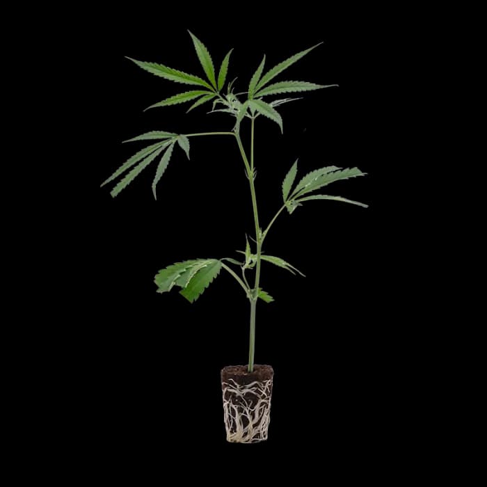 Hanfwell Cannabis Vergleich Hanfgarten Amnesia Haze kaufen