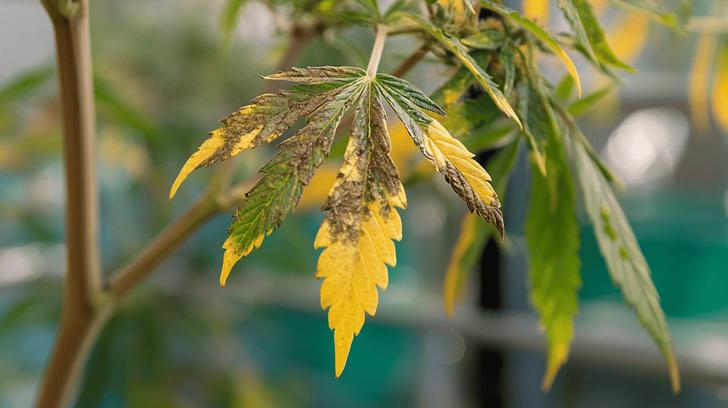 Cannabis Mangelerscheinungen in der Blütephase-2.jpg